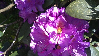 Bi i rhododendron